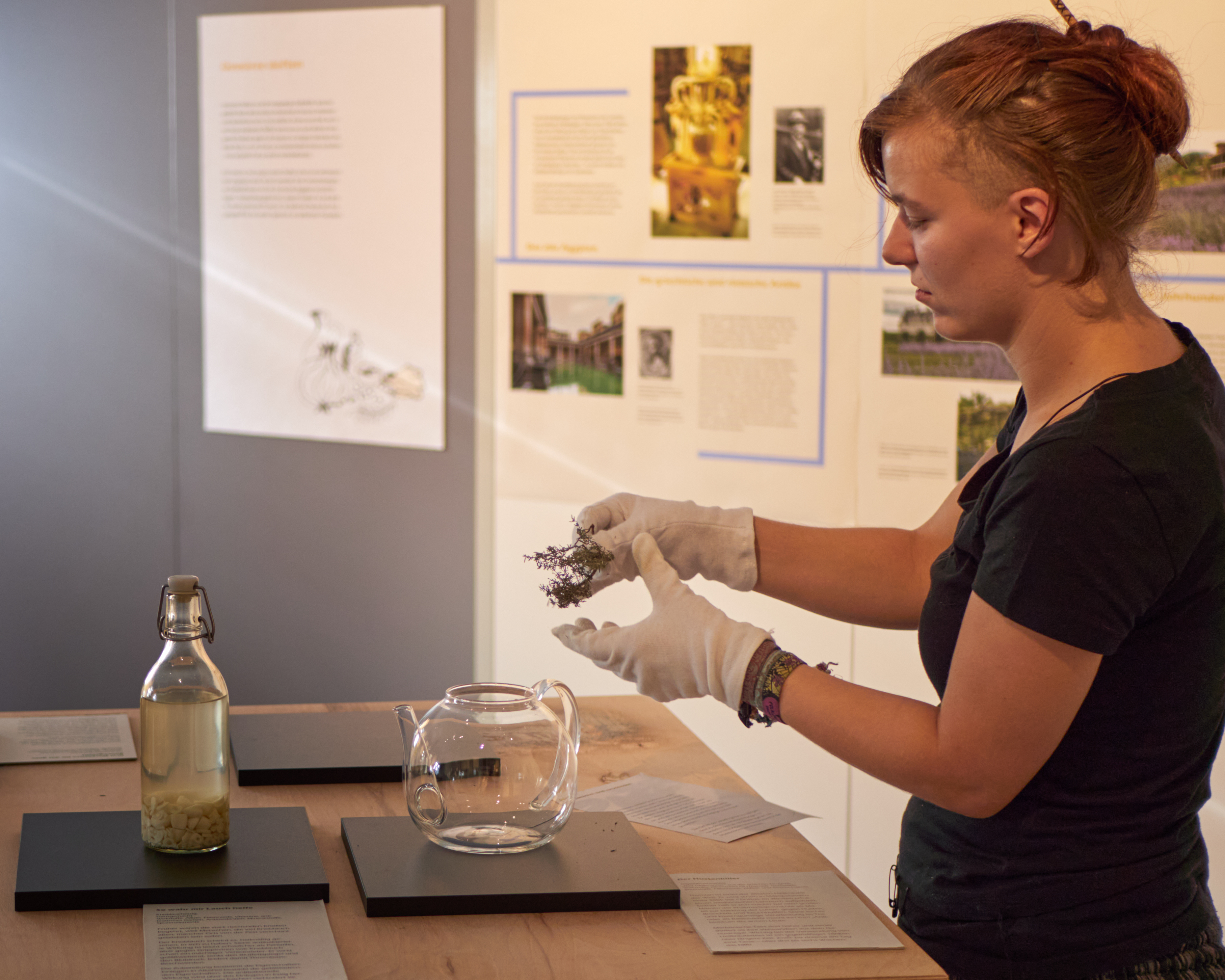Präparation von Ausstellungsobjekten Eine Kuratorin platziert einen getrockneten Salbeiast in einer Teekanne aus Glas